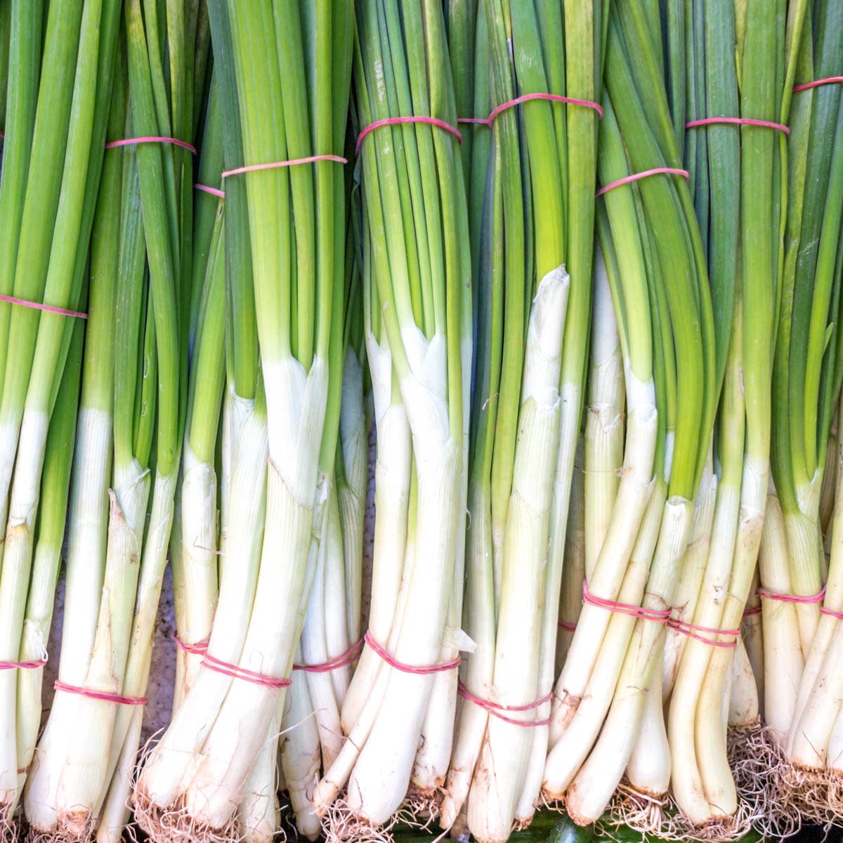 Bunches of green onions laying next to each other