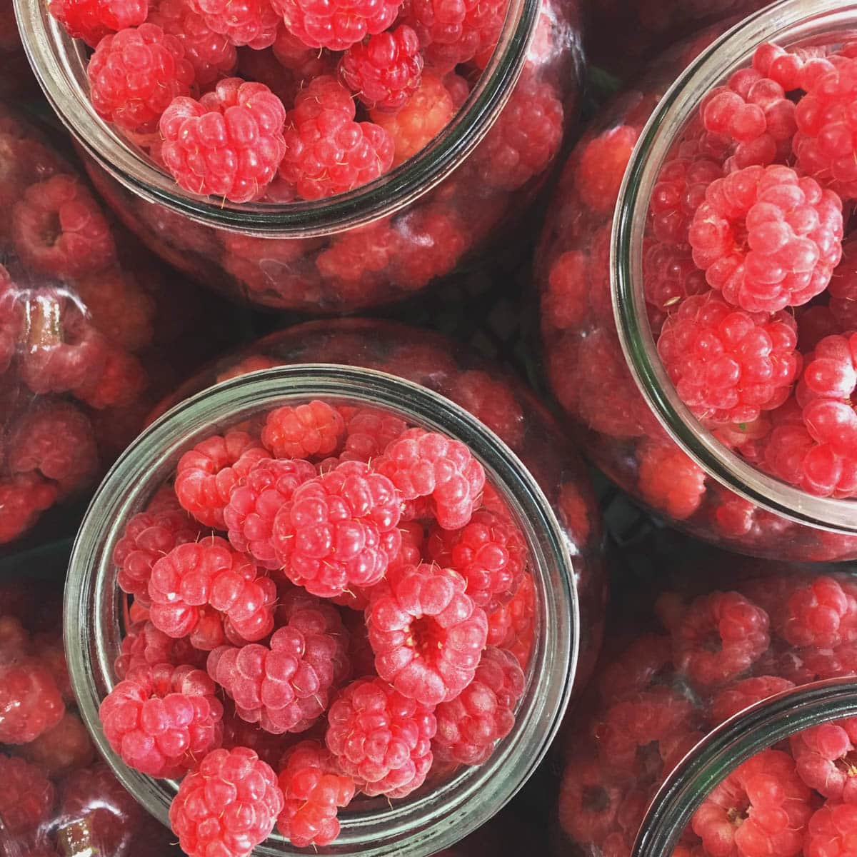 Top view of many mason jars filled with fresh raspberries.
