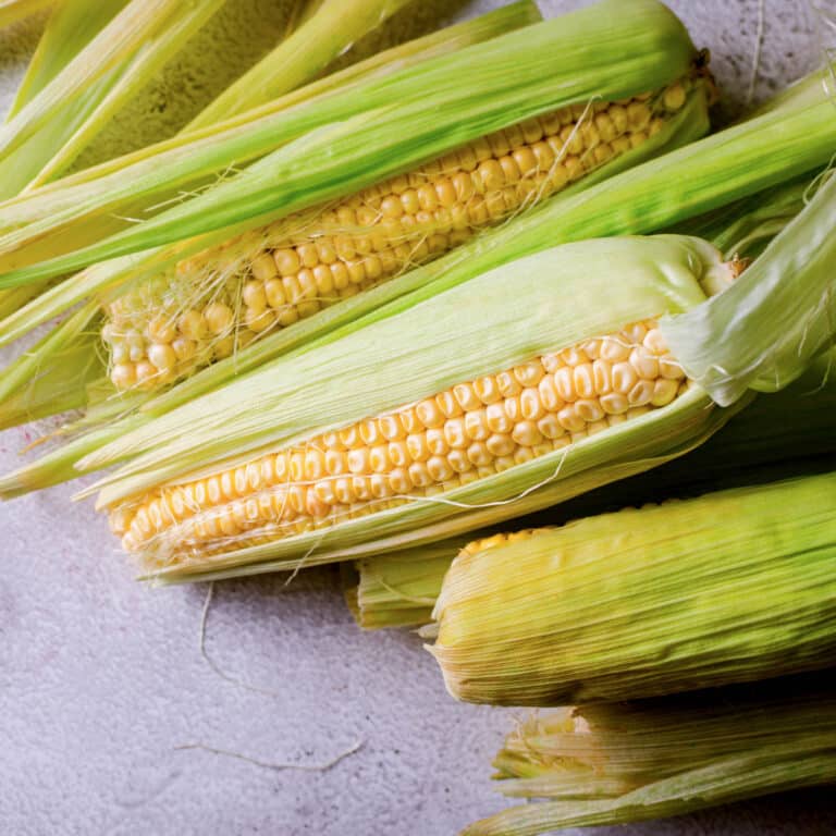 How To Tell If Corn On The Cob Is Bad