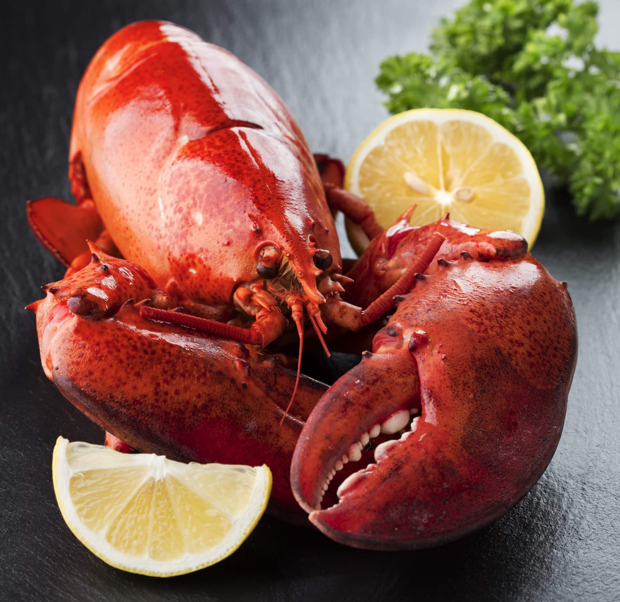 Freshly cooked lobster on a dark counter with a lemon wedge.